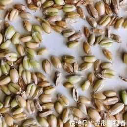 夏糧收購:早熟小麥開始收割上市,質量欠佳卻價格不低