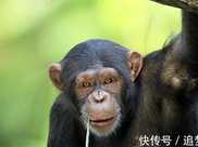《科學》：像人類一樣，雄性黑猩猩隨著年齡增長也會變得成熟