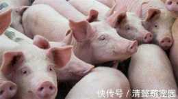 豬肉價格持續低迷,“養豬大王”賠得精光,從年賺34億到年虧35億